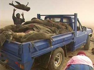 Ptition contre la chasse aux otaries en Namibie Petition-image-999512e16ad0402f2bbca9b7fcecc2ba