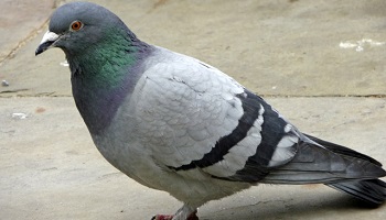 Pétition : Stop au massacre des pigeons à SAINT QUENTIN (Aisne)