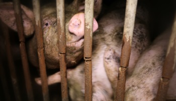 Pétition : Stop à l'élevage de la honte en Haute-Savoie