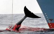 Pétition : Les japonais partent à la chasse aux baleines en Australie