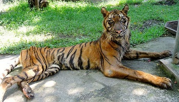 Pétition : Nouveau scandale à Surabaya au zoo de la honte !