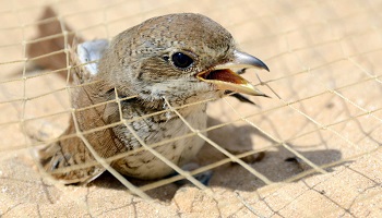 Pétition : Protection des oiseaux en Egypte