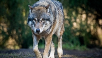 Pétition : Protection du loup en France, URGENCE!