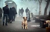 Pétition : STOP à l'extermination de tous les chiens errants de Krasnoyarsk !