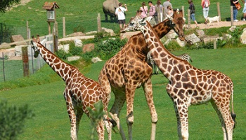 Etes-vous intéressé par des visites de parcs zoologiques en Rhône-Alpes ?