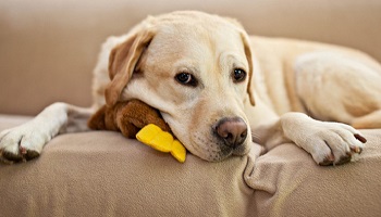 Aux propriétaires de chiens: aimeriez-vous suivre une ou plusieurs formations le week-end, autour de la santé et du bien-être canin ?