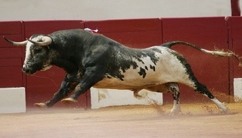 La corrida fait-elle souffrir le taureau de combat ?