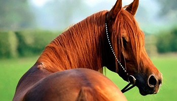 Les stalles pour chevaux représentent une véritable torture : quelles alternatives ?