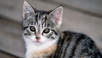 Quel est votre avis sur les chats sauvages accusés de saleté ?