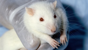 Vous opposez-vous à l'utilisation d'animaux pour la recherche en laboratoire ?