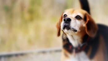 Etes-vous pour ou contre l'interdiction des étrangleurs et colliers électriques pour chiens ?