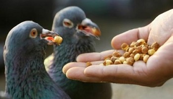 Faut-il donner une amende aux gens qui nourrissent les pigeons en ville ?