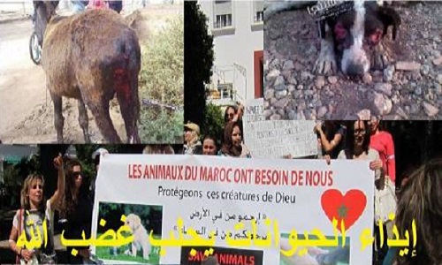 Êtes-vous pour une loi qui sanctionne la maltraitance animale au Maroc ?