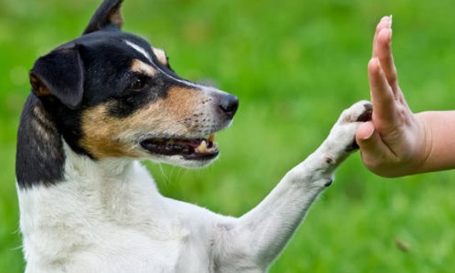 Savez- vous la différence entre éduquer un chien et l'éducation canine ?