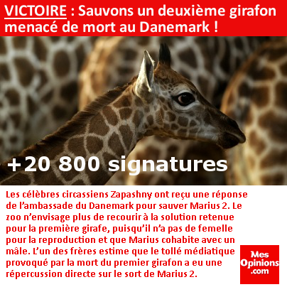 VICTOIRE : Sauvons un deuxième girafon menacé de mort au Danemark !
