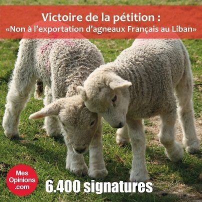 Victoire de la pétition : Non à l'exportation d'agneaux Français au Liban