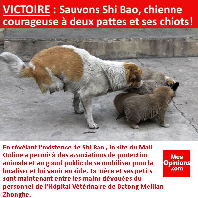 VICTOIRE : Sauvons Shi Bao, chienne courageuse à deux pattes et ses chiots
