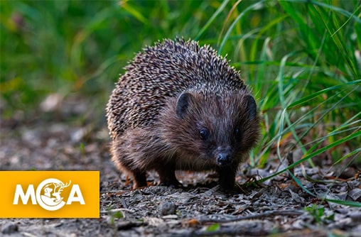 Le Hérisson désormais classé 'Quasi-Menacé' : une pétition pour éviter son extinction