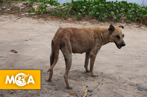 La Réunion se mobilise via une pétition pour dire stop à la cruauté animale !