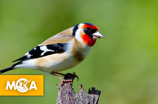 Un réseau de trafic d'oiseaux découvert dans la Sarthe