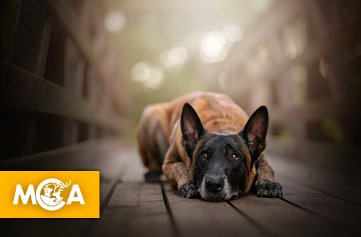 Des chiens victimes de cruauté extrême près de Rouen.