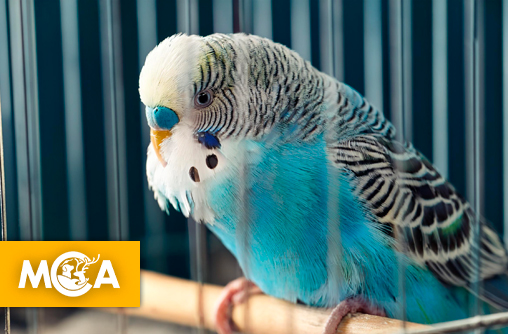 Un cri d’alarme pour la dignité animale : le cas des perruches à Antibes