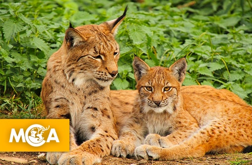 Scandale : trois lynx abattus dans le canton des Grisons !