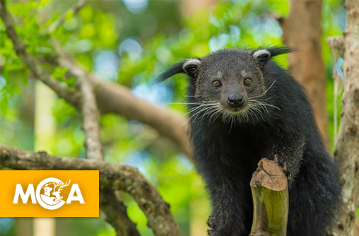 Découvrez le binturong : le drôle de mammifère qui sent le popcorn et  dont vous n’avez (probablement) jamais entendu parler !