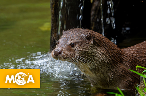 Bonne nouvelle : La loutre d’Europe fait son grand retour en France !
