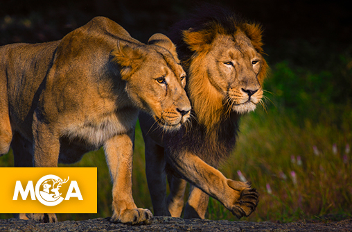 Inde : Le nombre de lions d’Asie a augmenté de près d’un tiers de la population