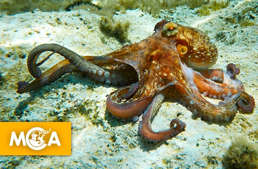 Vrai ou faux ? La pieuvre a trois coeurs et neuf cerveaux