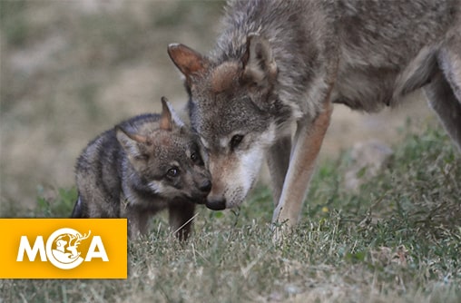 Une pétition dénonce les propos d’Emmanuel Macron sur les tirs de loups