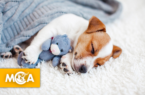 Les animaux rêvent-ils comme nous ?