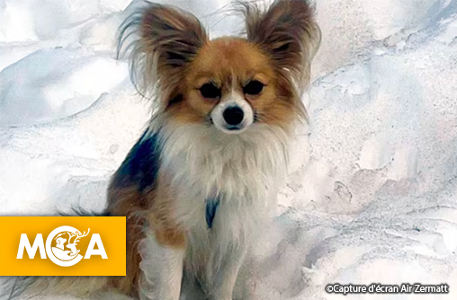 Un chihuahua sauve son maître tombé dans une crevasse en Suisse