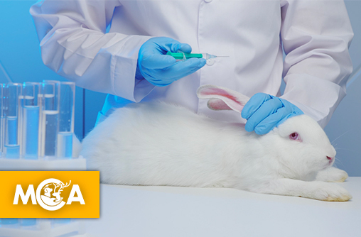 Victoire pour les lapins : l’Europe met fin aux tests pyrogènes