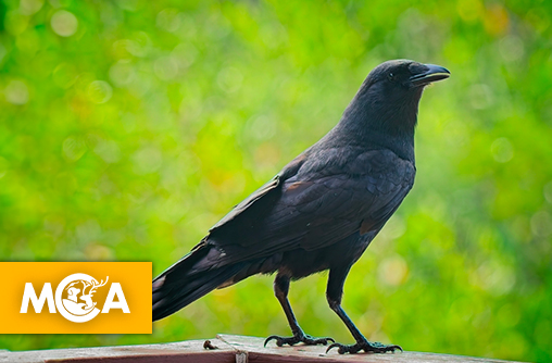 Le saviez-vous ? Les corbeaux se souviennent des visages humains pendant des années.