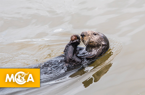 Saviez-vous que les loutres ont un caillou préféré ? Découvrez d'autres faits sur elles, incroyablement étonnants !