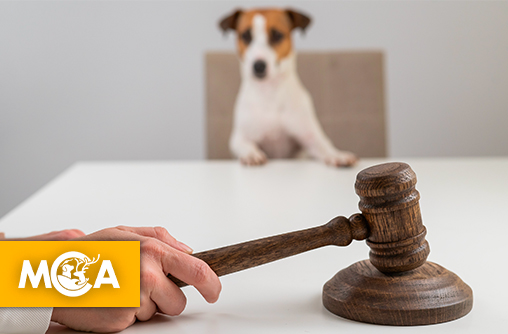 Une décision inédite en France : interdiction à vie de détenir un animal