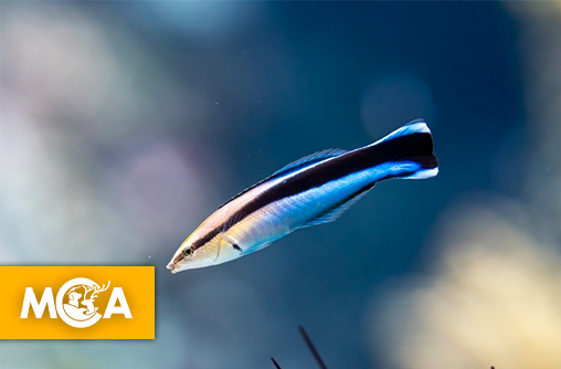 Victoires concrètes pour les poissons : la mobilisation paye !