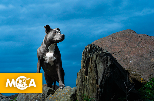 Ardèche : Une jeune chienne retrouvée pendue