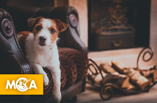 Pirate, le petit héros à quatre pattes qui sauve tout un immeuble