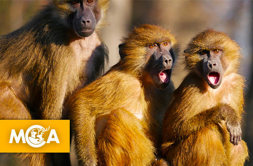 Une pétition pour interdire l'abattage de gestion dans les parcs zoologiques