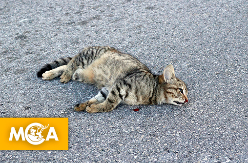 Châteaudun : sept chats jetés du 3ᵉ étage, deux sont morts