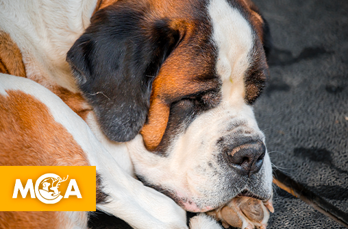 Horreur à Tourcoing : conditions sordides pour des animaux, révélées par un signalement
