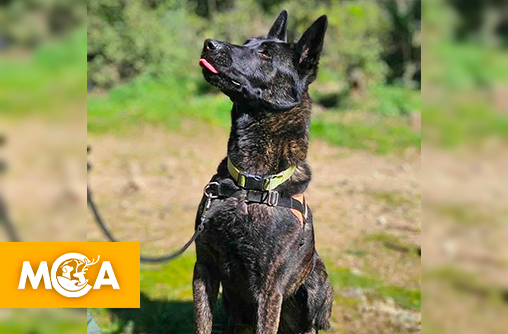 Smoke : des milliers de voix pour un destin tragique