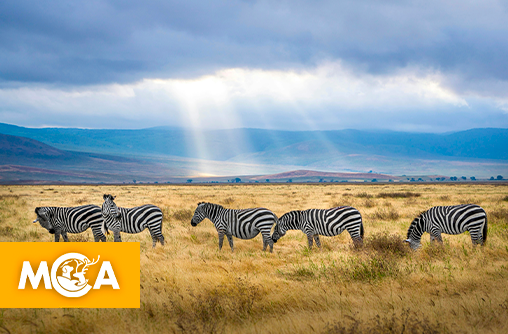 Bonne nouvelle : un zoo sans animaux ouvre ses portes à Bruxelles