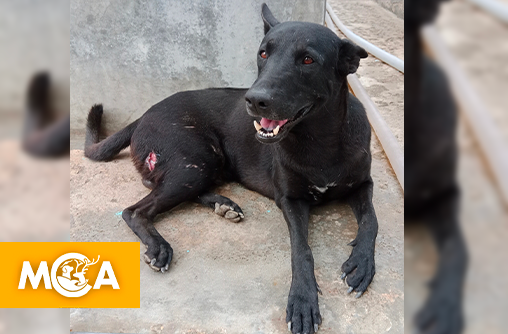 Un homme mis en examen suite à des tirs sur les animaux de sa voisine