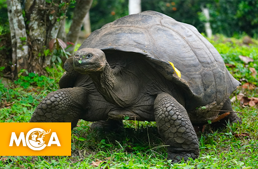 Découvrez ces animaux qui peuvent vivre des centaines voire des milliers d’années