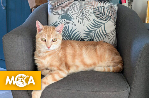 Miracle : elle retrouve son chat après 8 ans d’absence