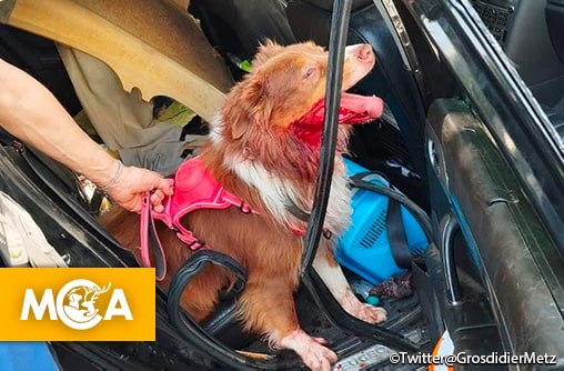 Metz : un chien enfermé dans une voiture en plein soleil, sauvé de justesse